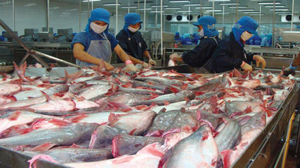  30 năm phát triển, xuất khẩu 2 tỷ USD, cá tra Việt vẫn “vô danh”